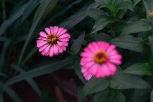 stänga upp av rosa zinnia blomma, zinnia blomma i de trädgård. stänga upp av en rosa zinnias blomma mot grön lövverk bakgrund foto