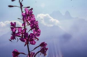 en lila blomma med en berg i de bakgrund foto