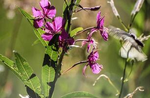 en fjäril flygande över en blomma foto