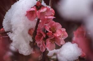 snö på en gren av en träd med rosa blommor foto