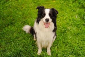 utomhus porträtt av söta leende valp border collie sitter på park bakgrund. liten hund med roligt ansikte i solig sommardag utomhus. husdjursvård och roliga djurlivskoncept foto