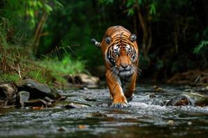 ai genererad en stor manlig tiger gående tvärs över en flod i de skog, etisk oro foto