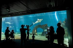 genua, Italien, 2 juni 2015 - oidentifierade personer på Genua akvarium. akvariet i Genua är det största akvariet i Italien och bland de största i Europa. foto