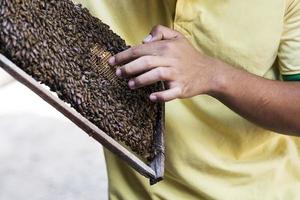 mekong delta, 21 februari 2017 - oidentifierad biodlare vid mekong delta i vietnam. i mekongdelta finns det cirka 120 000 flockar bin, som genererar en årlig produktion på 240 ton honung. foto