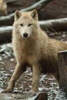 porträtt av arktisk Varg i Zoo foto