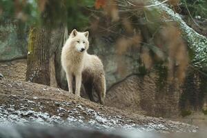 porträtt av arktisk Varg i Zoo foto