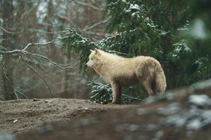 porträtt av arktisk Varg i Zoo foto