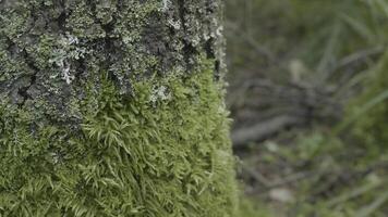 skön grön mossa. mossa växer på de träd, skön bakgrund av mossa. blad på mossa, höst, skog, natur, vilda djur foto