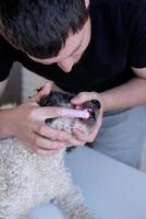 man borstar tänder på en söt bichon friséhund foto