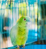 skön gulnackad grön papegoja. porträtt av skön och färgrik gulnackad papegoja foto