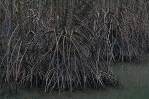 många rötter av mangrove träd foto