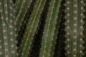 staplade grön kaktusar med taggiga taggar foto