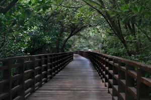 trä- bro för sightseeing i de våtmarks område foto