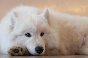 vit samojed hund hukande och ser på fokus foto
