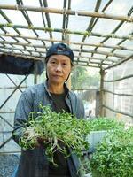 trädgårdsmästare i grön hus kolla upp hans vegatable och solros gro friska mat Lycklig jordbrukare foto