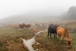 tidigt på morgonen, boskap på det vissna och gula gräsmarken i dimman foto