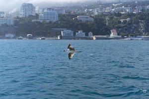 havslandskap med en flygande mås på bakgrunden av kusten. yalta foto