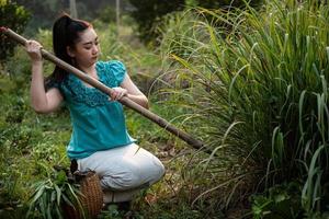 livsstil för lantlig asiatisk kvinna som gräver upp citrongräs på en trädgård, odlar ekologiska grönsaker själv koncept, asiatiska kvinnor inom landsbygden thailand