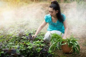 asiatisk kvinna med en korg med skördade nyspenatgrönsaker i trädgårdar, kvinnor i hennes grönsaksodling