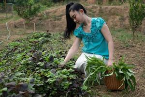 kvinnor i hennes grönsaks trädgård, vacker ung trädgårdsmästare asiatisk kvinna med en korg med skördade nyspenatgrönsaker i trädgårdar foto