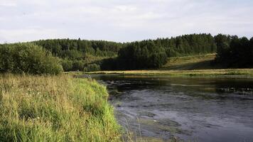 sommar grön äng, flod, och tall träd skog. media. grön natur med fält blommor och molnig himmel. foto