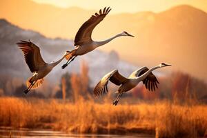 ai genererad en flock av sandbacke kranar under deras falla migration. ai generativ foto