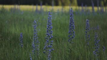 skön blåklockor växande i grön äng. kreativ. skön lång stjälkar med massor av blå blommor i äng. blå blommor stiga ovan grön gräs av äng. flora av sommar äng foto