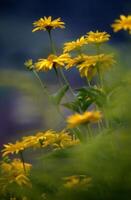 en knippa av gul blommor i en fält foto