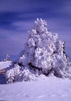 en snö täckt träd är visad i de mitten av en fält foto