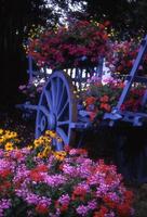 en blå vagn med blommor i de trädgård foto