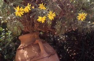 en stor pott med gul blommor växande ut av den foto