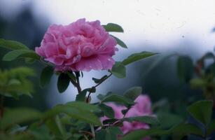 en rosa reste sig blomning i de trädgård foto