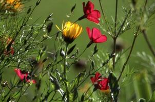 en fält av röd och gul blommor i de Sol foto