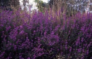 lavendel, lila, vild, vildblommor, vildblommor, vildblommor, foto