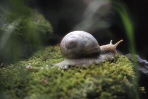 en snigel är krypande på topp av en mossiga yta foto