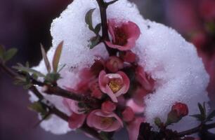 snö på en gren av en blommande träd foto
