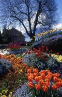 en blomma trädgård med många annorlunda färger av tulpaner foto