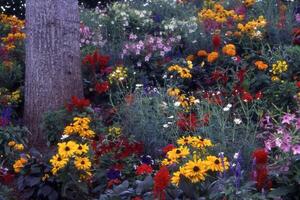 en blomma trädgård med många annorlunda typer av blommor foto