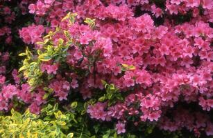 en buske av rosa blommor med gul löv foto