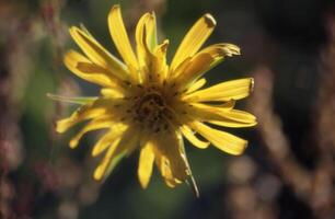 en gul blomma är sett i de Sol foto