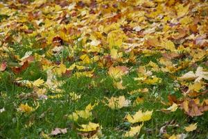 gult lövverk på grönt gräs. gräsmattan är översådd av fallna löv.