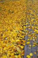 gult lövverk på trottoaren i parken. vägen är översådd med fallna löv. foto