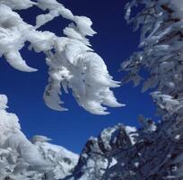 frostig grenar på en berg räckvidd foto