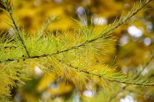 lärkgren på hösten. gula nålar av höstlärk närbild. foto