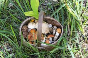 svamp i en korg. samla ätliga svampar i skogen. foto