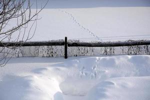 kattfotspår i snön. katten gick längs snöskorpan från trädgård till trädgård genom staketet. foto