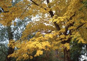 en gul träd med löv foto