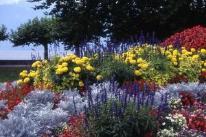 färgrik blommor i en trädgård foto