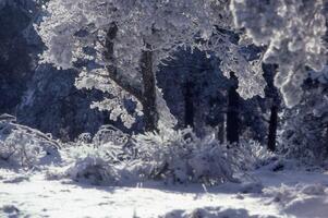 en snöig skog med träd och snö foto