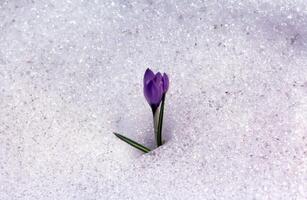 en enda lila blomma är växande ut av de snö foto